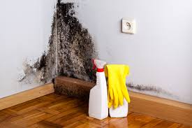 Best Emergency Mold Remediation  in Enterprise, UT